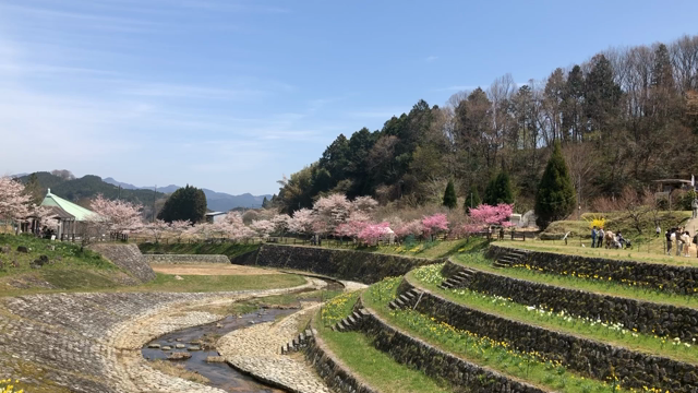 お花見の記事動画