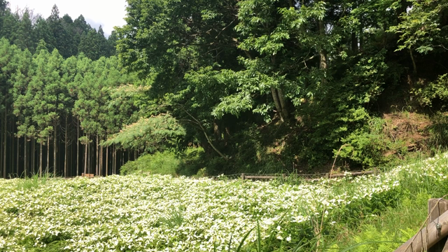 岡田の谷の半夏生園の記事動画