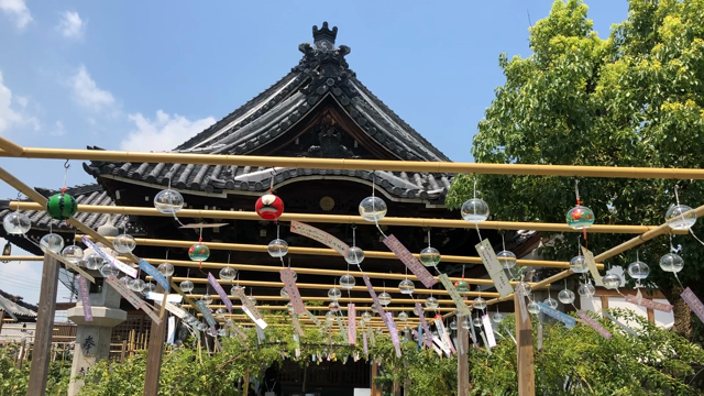黄花コスモスと、風鈴まつりの記事動画