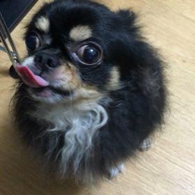 ペロペロペロペロペロペロペロペロの画像