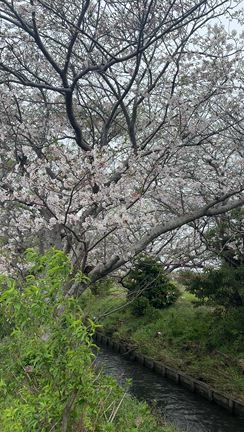 焼津みなとマラソンをとことん満喫の記事動画