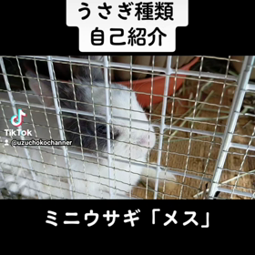 うずチョコチャンネルの画像