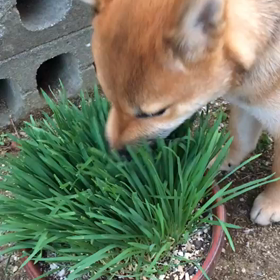 ワンちゃん・ネコちゃんの食べる生野菜 TAKE2の画像
