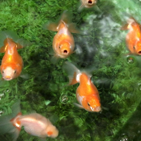 夜の土佐錦の画像