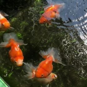 土佐錦の画像