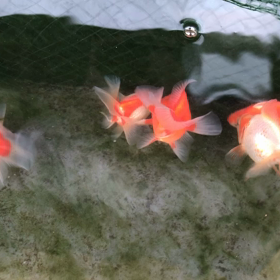 土佐錦初めての手術の画像