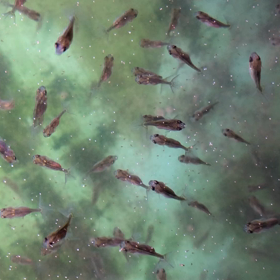 第3弾土佐錦魚孵化チャレンジの画像