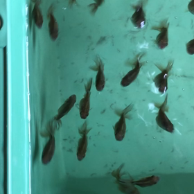 第2弾金魚孵化チャレンジ中の画像