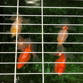 土佐錦の画像