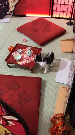江戸ねこ茶屋の記事動画