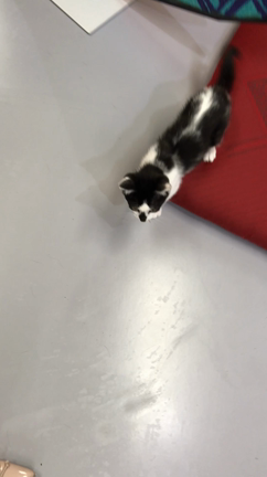 江戸ねこ茶屋の記事動画
