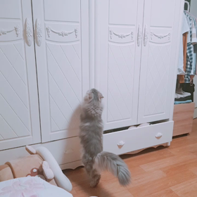 たんすに監禁されたい！開けてよ！の画像