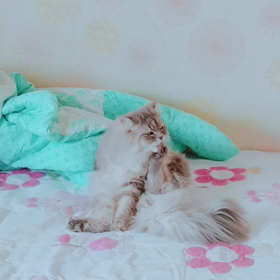 足の味、してますか?の画像