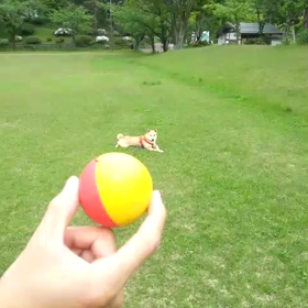 最近のレオの画像