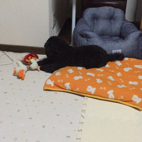 松ぼっくりの画像