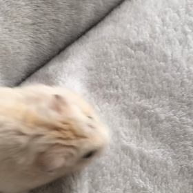すっかり慣れてるの画像