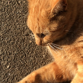 猫ちゃん(その2)の画像