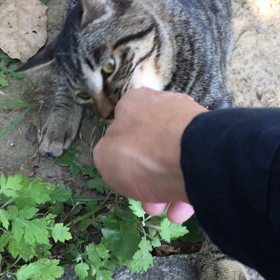 ねこにかじられたの画像