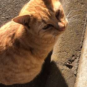 クリスマス猫ちゃんに癒されていますの画像