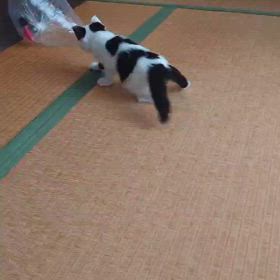 手作りおもちゃの画像