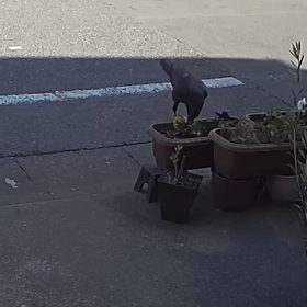 花泥棒の正体の画像