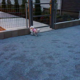 地味なこむぎ。動画。の画像