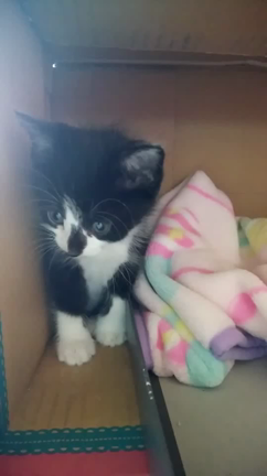 かわいい～子猫の里親募集していますにゃ♪の記事動画