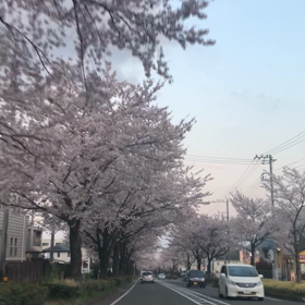 桜隧道の画像