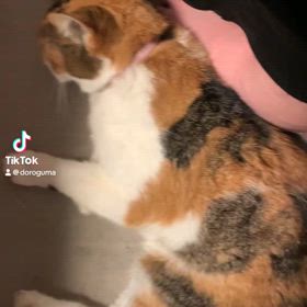 うちのの画像