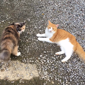 蟹に近づけないの‥。の画像