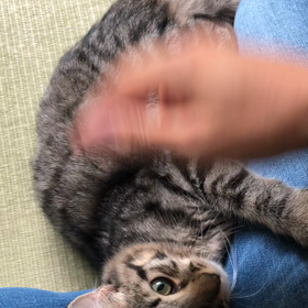 本日、去勢手術の画像