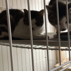 ごはん問題の画像