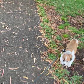 老犬あるある、苦肉の策の画像