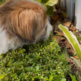 老犬　目の充血の画像