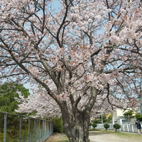 散り際も美しいの画像