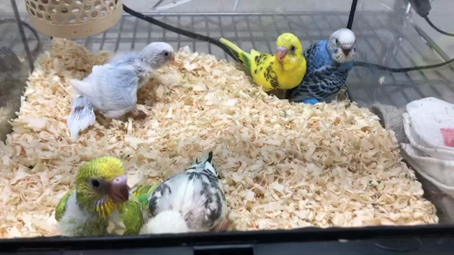 新入りちゃんの記事動画