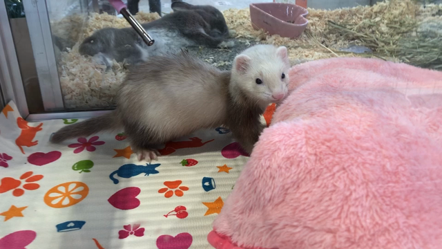 新入りちゃんの記事動画