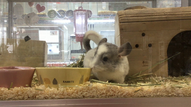 小動物の新入りちゃんの記事動画