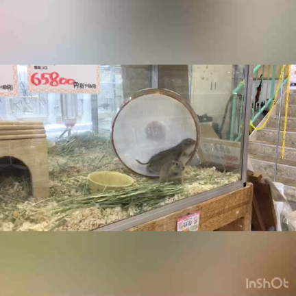 日課の記事動画