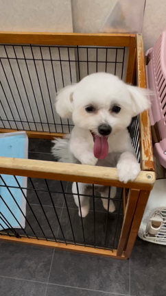 かわいいお客様の記事動画