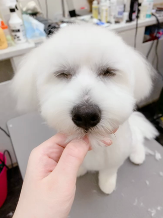 かわいいお客様の記事動画