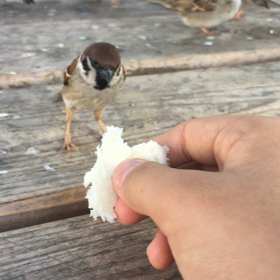 スズメ飼いたいかもの画像