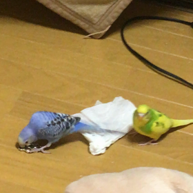 インコ…   メリケンサッ…       持ち上げ…  やばい…の画像