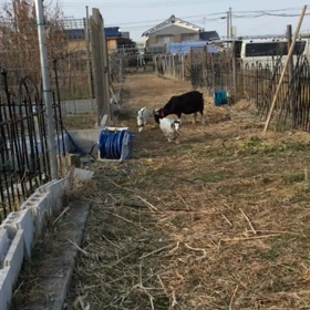 歯医者さんとヤギのバタバタぶろぐの画像