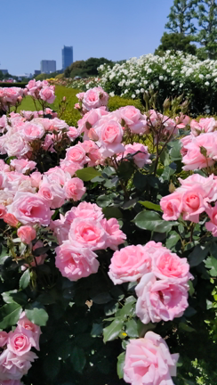 新宿御苑の薔薇満開の記事動画