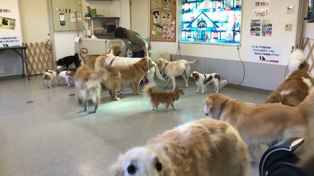 大小入り乱れてますがの記事動画