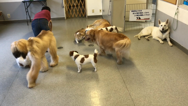 遊びの風景の記事動画