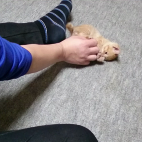 超子猫むぎっちゅ動画の画像