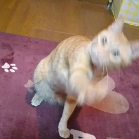 むぎっちゅ☆動画☆猫じゃらしにパンチの画像