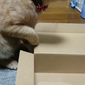 むぎっちゅ☆ 謎のペシペシの画像